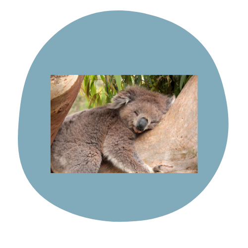 Sleeping Koala with Deep Pressure Input